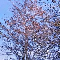 サルスベリ,ヤマコウバシ,アカシデ,赤四手,朝日の画像