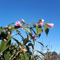 ツバキ,モクレン,花言葉,ピンクワールドへ ようこそ,しあわせ運べるようにの画像