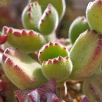 熊童子,熊童子,多肉中毒,ベランダ多肉,タニラーの画像