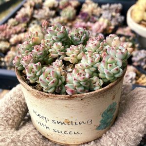 紅稚児,沙羅姫牡丹,レッドベリー,ペレステラロサエ,クイーンズリナの画像