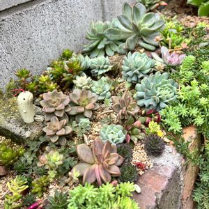 多肉植物,セダム属,地植え,多肉大好き,マイガーデンの画像