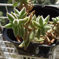 ギンゾロエ,ターちゃんのベランダ,多肉^_^,木曜モフモフ,ターの復活多肉の画像