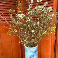 ユキヤナギ,青もじ,no green no life,寒さに負けない,お花大好き♡の画像