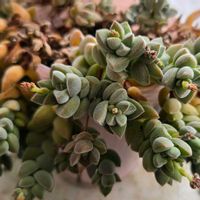 クラッスラ 属,多肉植物,クラッスラ属,クラッスラ,多肉多肉多肉の画像