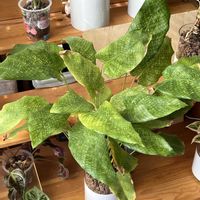 カラテア,カラテア,観葉植物,ハイドロカルチャー,クズウコン科 の画像