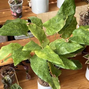 カラテア,カラテア,観葉植物,ハイドロカルチャー,クズウコン科 の画像