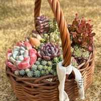 紅稚児,セダム属 マジョール,多肉植物,紅葉する多肉,セダム大好きの画像