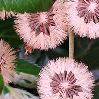 ツワブキ,もふもふ,木曜モフモフ,ゆっくり散歩道の画像