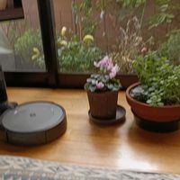 ミセバヤの画像