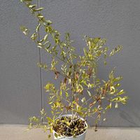 デュランタ,デュランタ 宝塚の画像