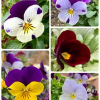 ウメ,カネノナルキ,水菜,ビオラ,金のなる木の画像