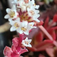 火祭り,宮城県,2階の部屋,我ら宮城県民の画像