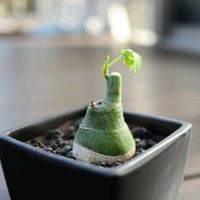 アデニア・グラウカ,多肉植物,アデニア属,テラスの画像