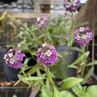 アリッサム,キンセンカ,ストック,ガーデンシクラメン,西洋オダマキ ノラバローの画像