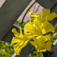 ネモフィラ,プリムラ・マラコイデス ,オオキバナカタバミ（オキザリス）の画像