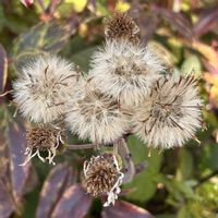 ツワブキ,木曜モフモフの画像