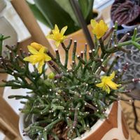 リプサリス,リプサリス　フロストシュガー,リプサリス　メセンブリアンテモイデス,リプサリス　ハティオラ　バンブソイデスの画像