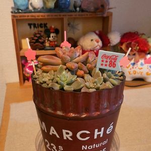 多肉植物,多肉寄せ植え,多肉の植え替え,多肉男子の画像