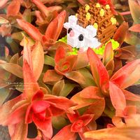 多肉植物,紅葉する多肉,DAISO,多肉植物の紅葉,紅葉多肉の画像