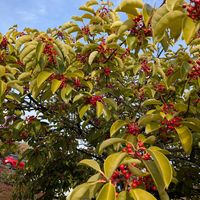 クロガネモチの画像