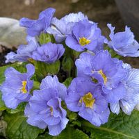 プリムラ マラコイデス,ろう梅,種蒔きビオラ♡,クリスマスローズの蕾,サクラソウ♡の画像