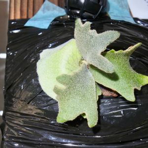 ビカクシダ,エルサ,成長記録の画像