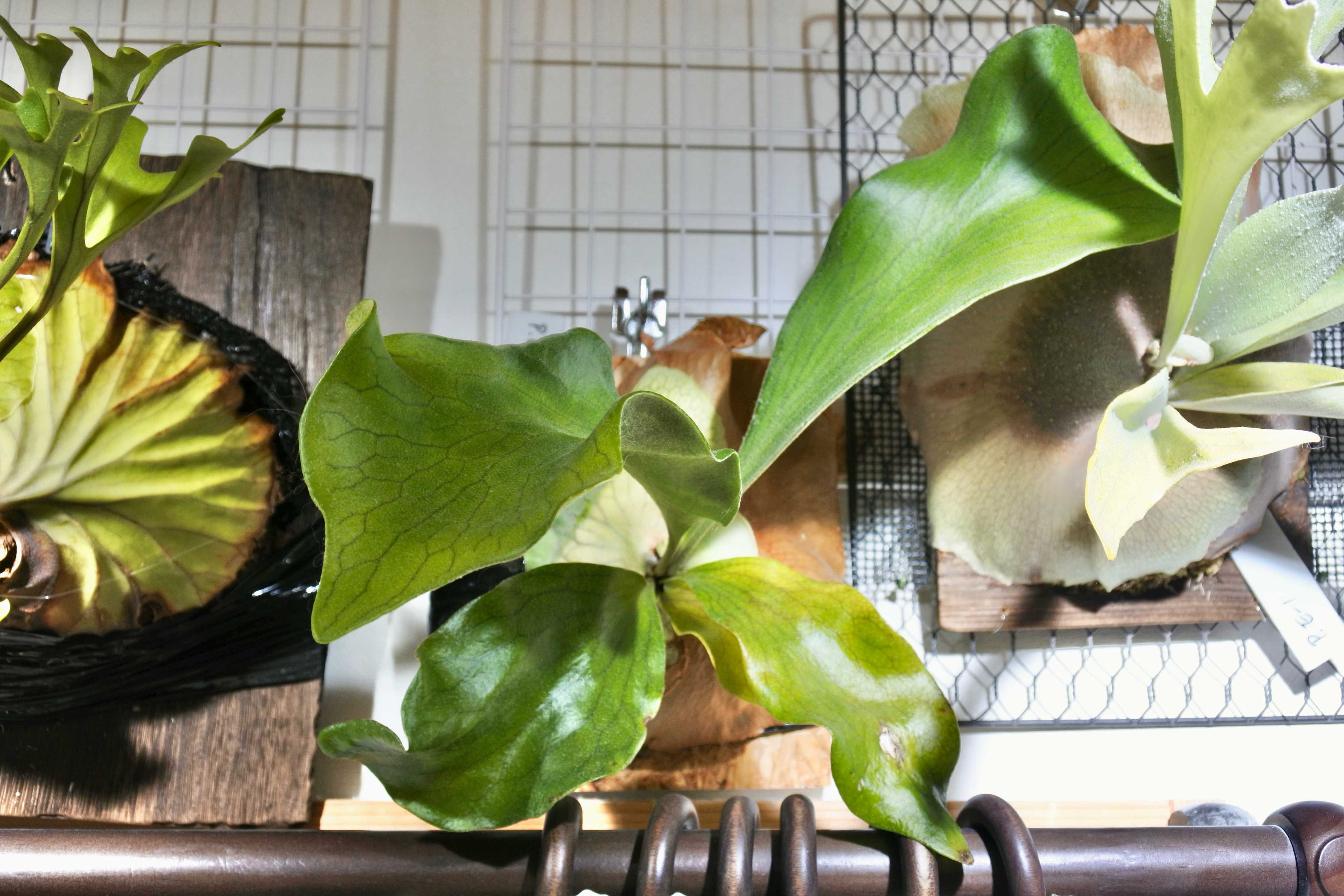 ビカクシダの森