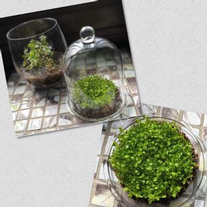 ニューラージパールグラス,テラリウム,可愛い,癒し,GS永ちゃん部の画像