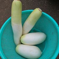 大根,ハクサイ,白菜,ダイコン,干し大根の画像