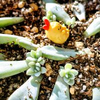 アップルミント,ルビーネックレス,多肉,エケベリア属,種からの画像