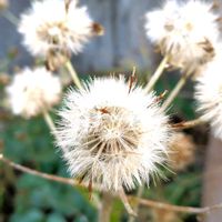 ツワブキ,ツワブキ,ツワブキ,ツワブキの綿毛,グリーンのある暮らしの画像