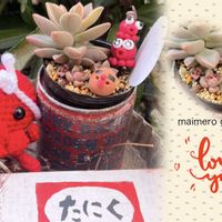  ブロンズ姫,多肉植物,普及種,いちごちゃんのピック,われら17年組の画像