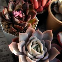 オステオスペルマム,多肉の花芽の画像