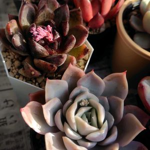 オステオスペルマム,多肉の花芽の画像