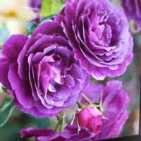 ストック,ライラック,ビオラ,バラ ミステリューズ,チャレンジの画像