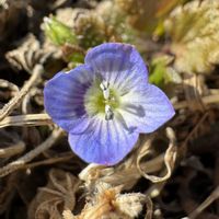 オオイヌノフグリ,+安曇野,小さな庭の画像