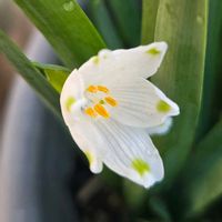 スノーフレーク,スノーフレーク,スノーフレーク,鉢植え,屋上ガーデンの画像