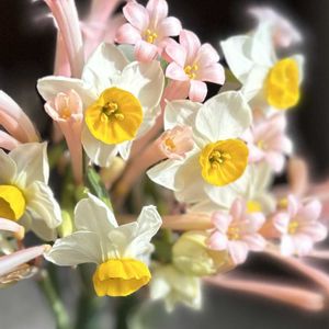 キルタンサス,スイセン,アレンジ,花瓶,癒しの画像