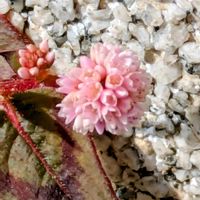 ヒメツルソバの画像