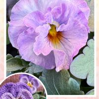 ビオラ,プリムラ マラコイデス,プリムラ　ジュリアン,ビオラ 華あられ,花のある暮らしの画像