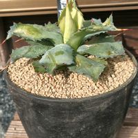 サボテン,ノイバラ,アガベ,ポタトラム スポーン,アガベポタトラムスポーンの画像