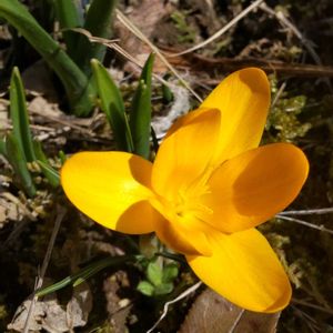 クロッカス,クロッカス,地植え,我が家の庭,花のある暮らしの画像