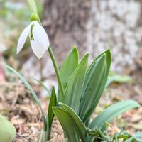 スノードロップ,スノードロップ,バラ,ベロニカ,ベロニカの画像