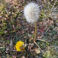 タンポポの画像