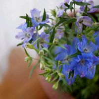 デルフィニウム,デルフィニウム,青い花大好き,チーム・ブルー,チーム・ブルーNo.102の画像