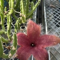 スタペリア,ヒメキランソウ,ユキカスミソウ,椿(ツバキ),小石川植物園.の画像