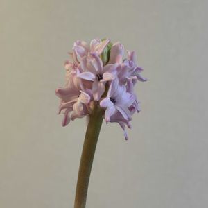 切り花,お花屋さん,花のある暮らし,ガラスの花瓶,町のお花屋さんの画像