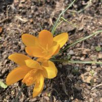 クロッカス,リプサリス ピロカルパ,ウェルデル　マニー,ユーフォルビアゴールデンレインボー(斑入り),陽だまり…の画像