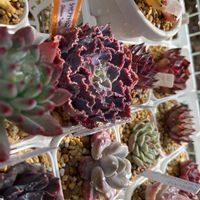 シャビアナ,シャビアナトラフルズ,シャビアナトリュフ,フリルエケ,エケベリア初心者の画像