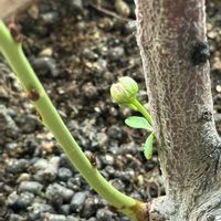 ハナモモ,つぼみ,植物と暮らす,リビング・ダイニングの画像